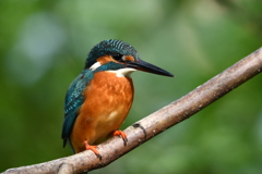 10/27　カワセミ