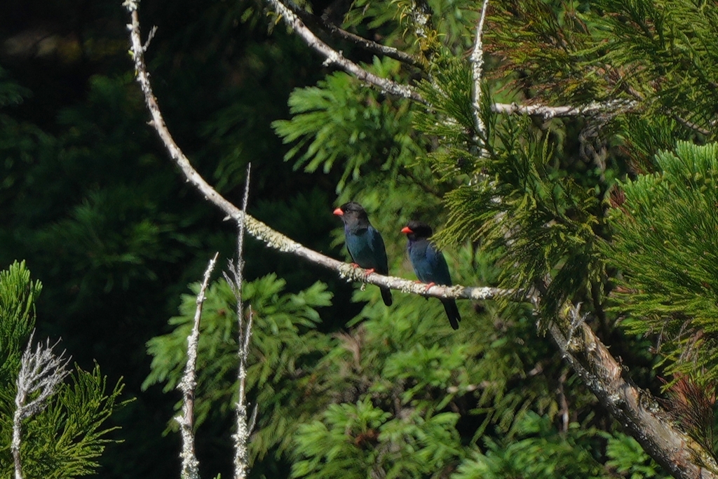 6/4　ブッポウソウ