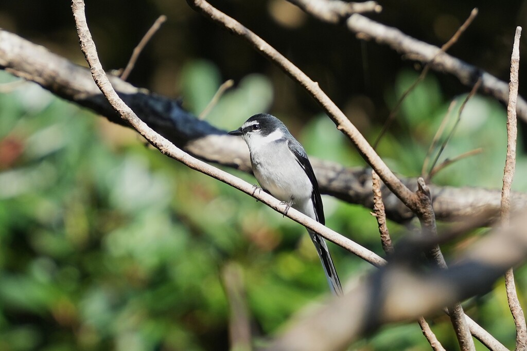 12/27 リュウキュウサンショウクイ
