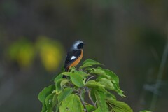 11/2 ジョウビタキ