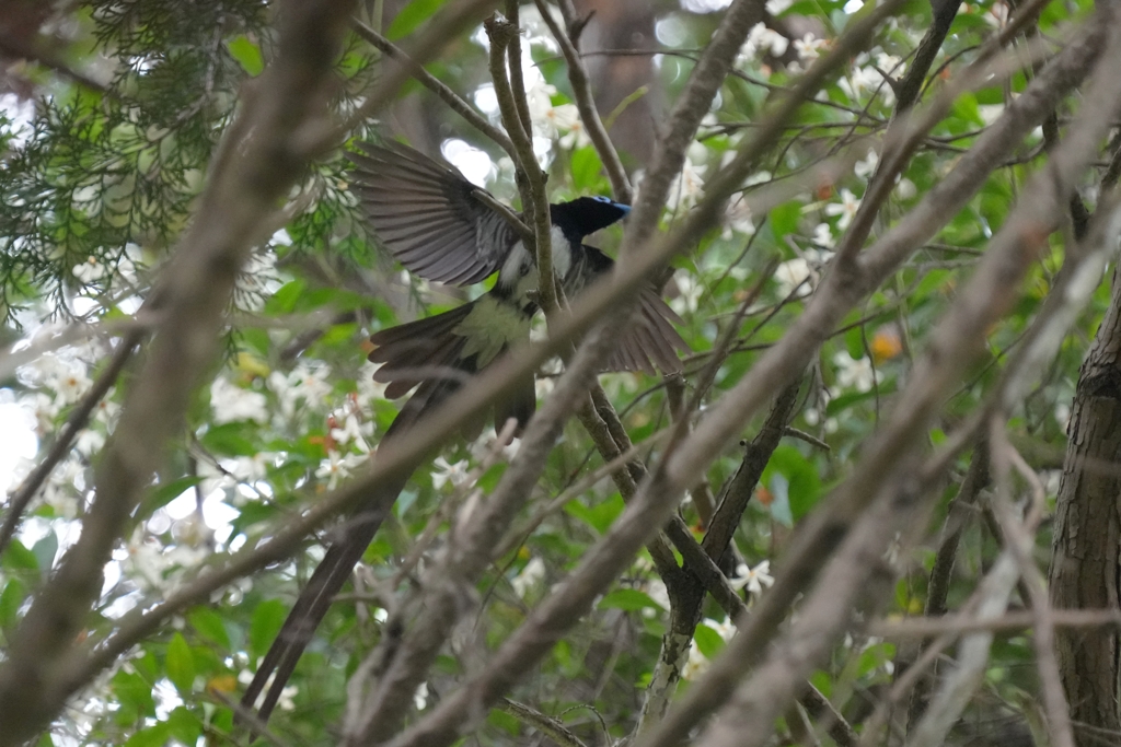 6/5　サンコウチョウ