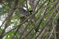 6/5　サンコウチョウ