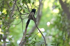6/4　サンコウチョウ