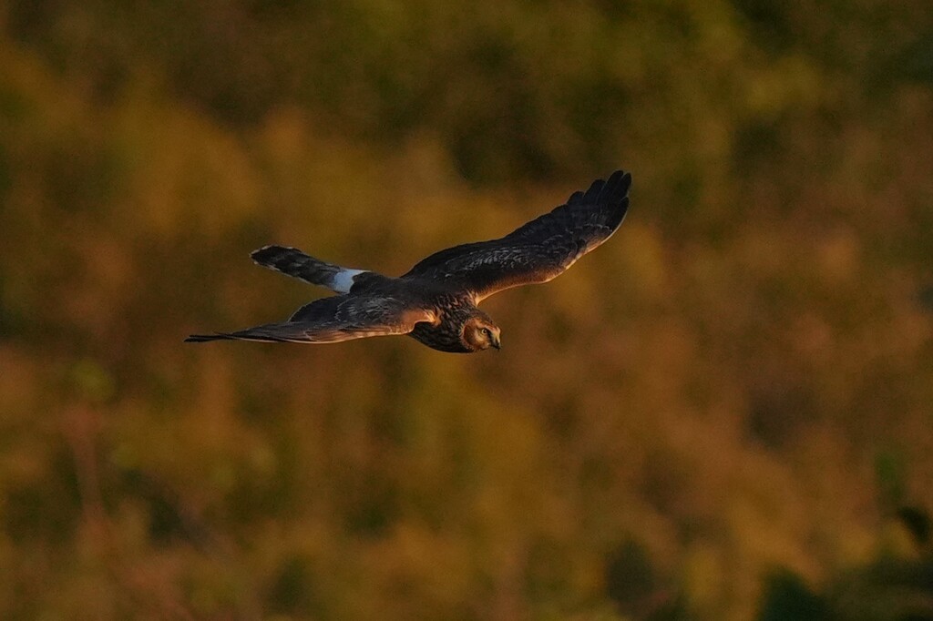 11/15 ハイイロチュウヒ