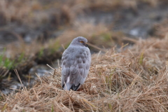 10/27 ハイイロチュウヒ