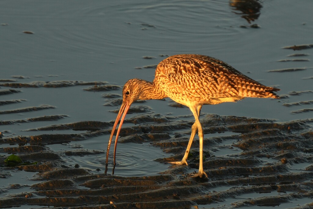 10/16　ホウロクシギ