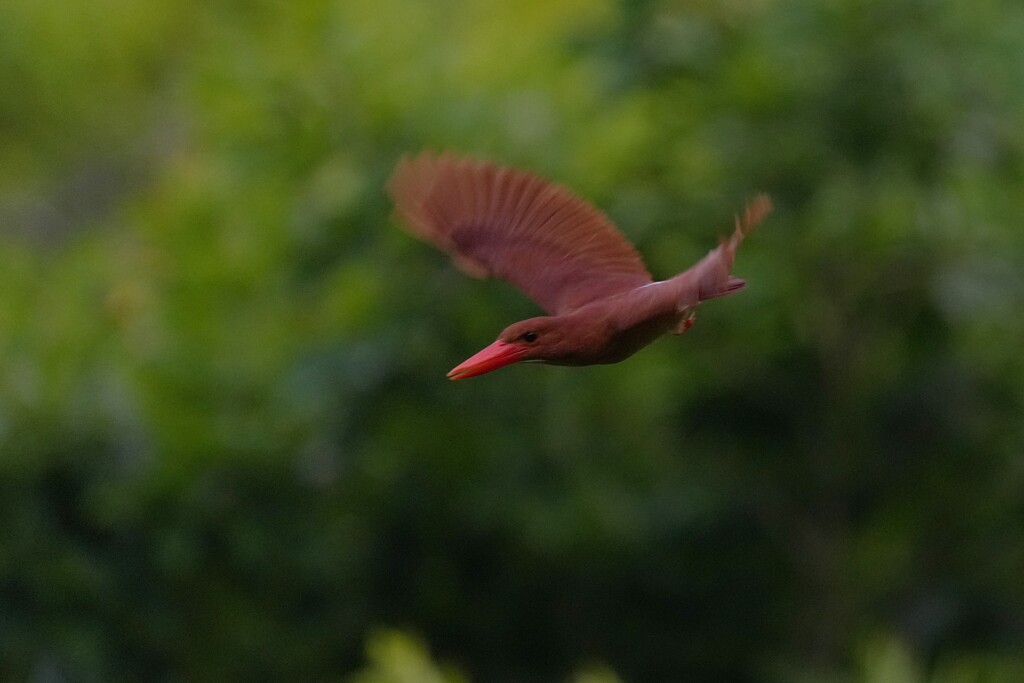 6/25 アカショウビン
