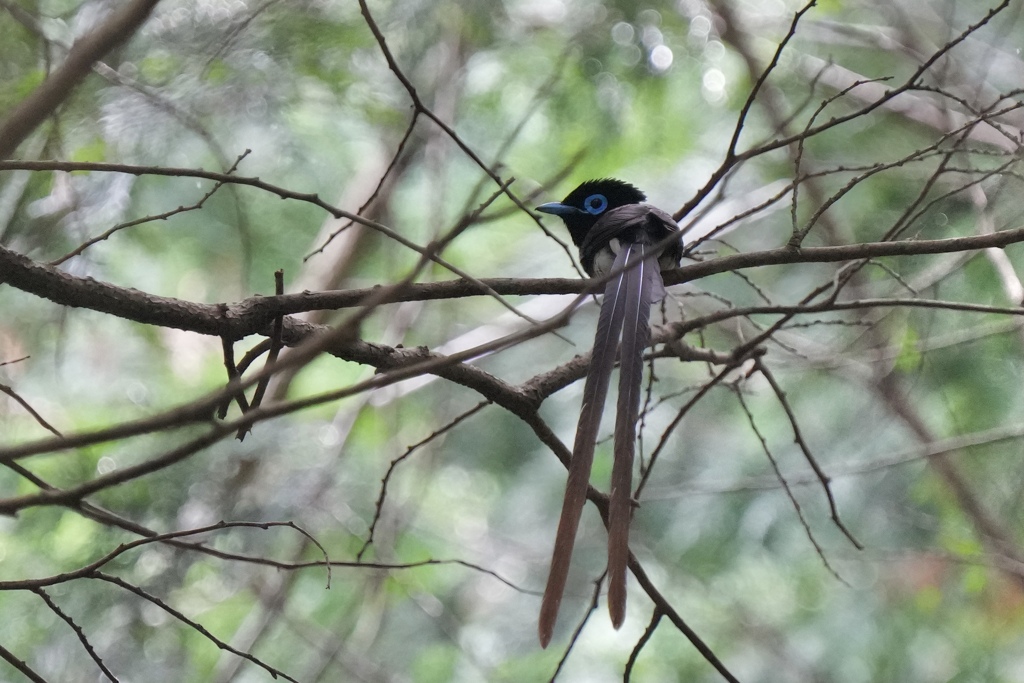 6/13 サンコウチョウ