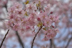 河津桜