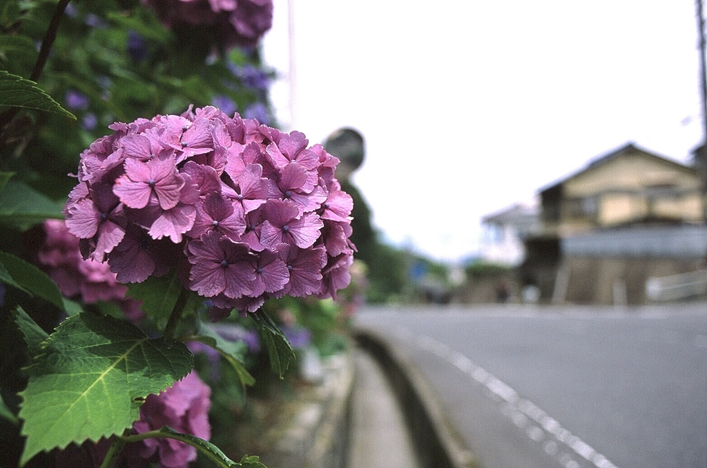 紫陽花ロード 01