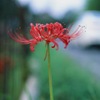 彼岸花　02