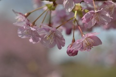 河津桜