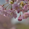 河津桜