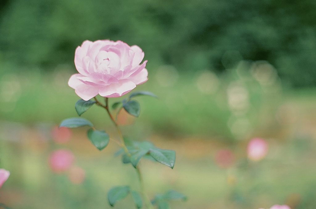 薔薇園にて 02