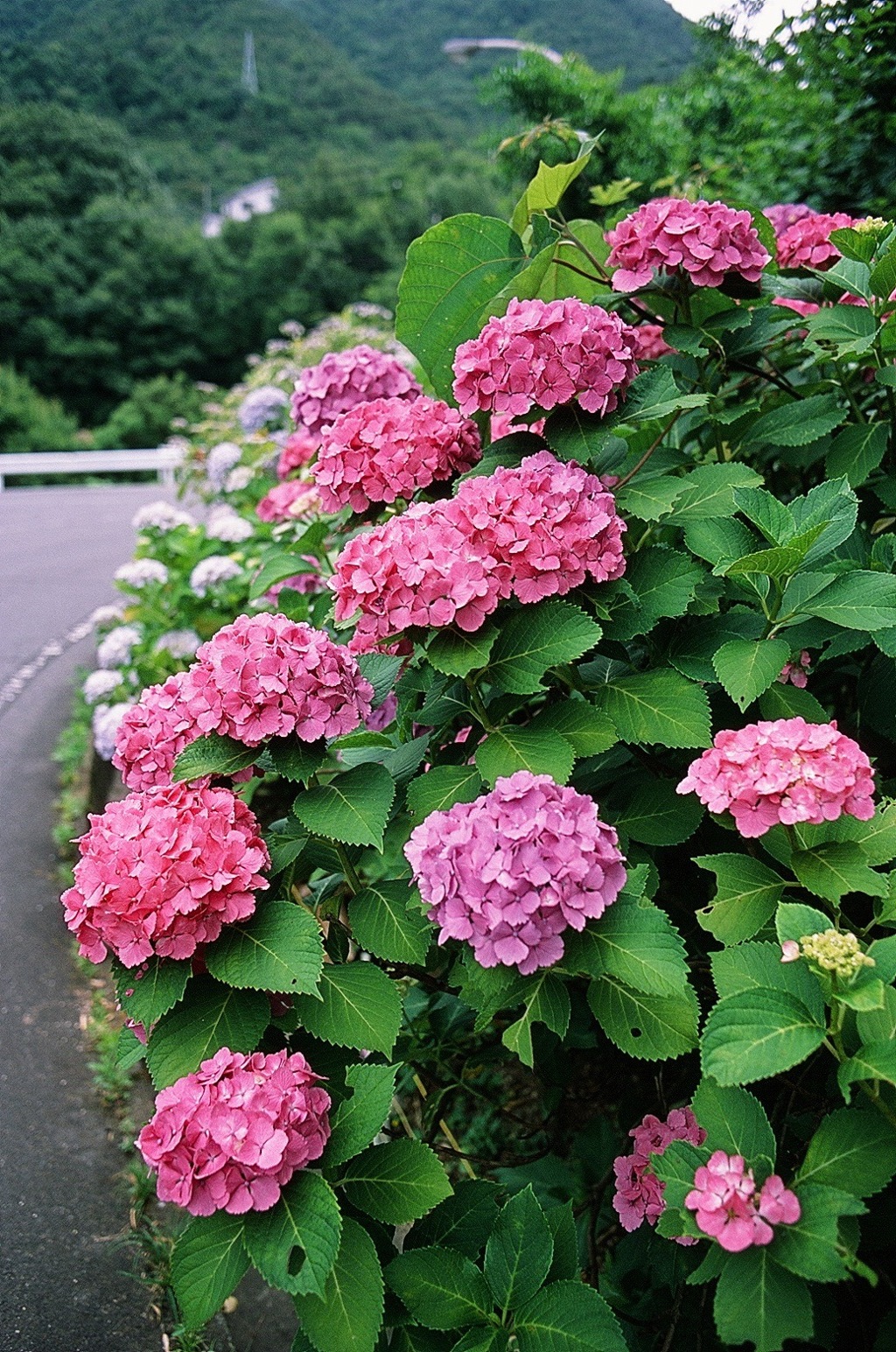 紫陽花ロード 04