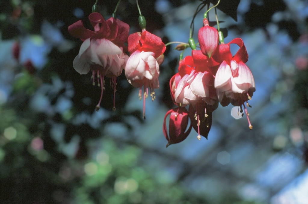 植物公園にて 01