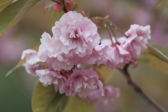 息子の借り物で桜