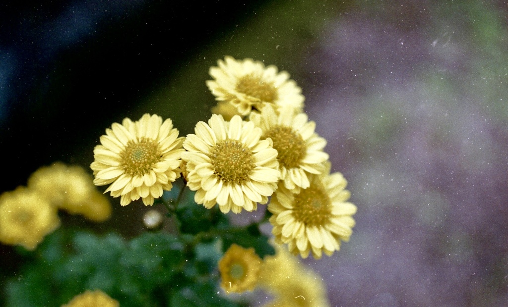 実家の庭に咲く菊