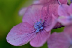 実家の紫陽花撮ってまいりました。