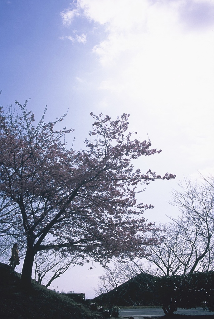 河津桜 フィルム 04