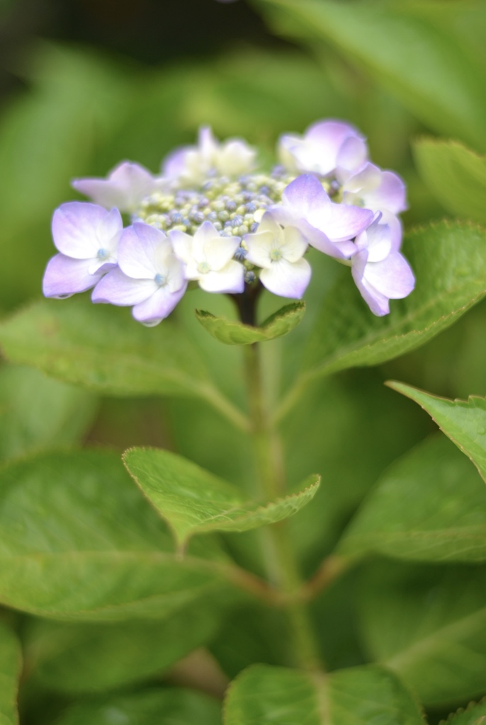 実家の紫陽花 01