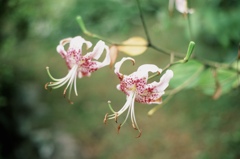 高知県立牧野植物園 01New RTSデビュー