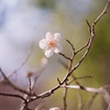 梅の花 04