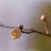 梅の花　03