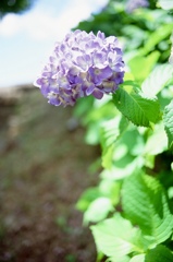 令和初のフイルム撮影 紫陽花 01