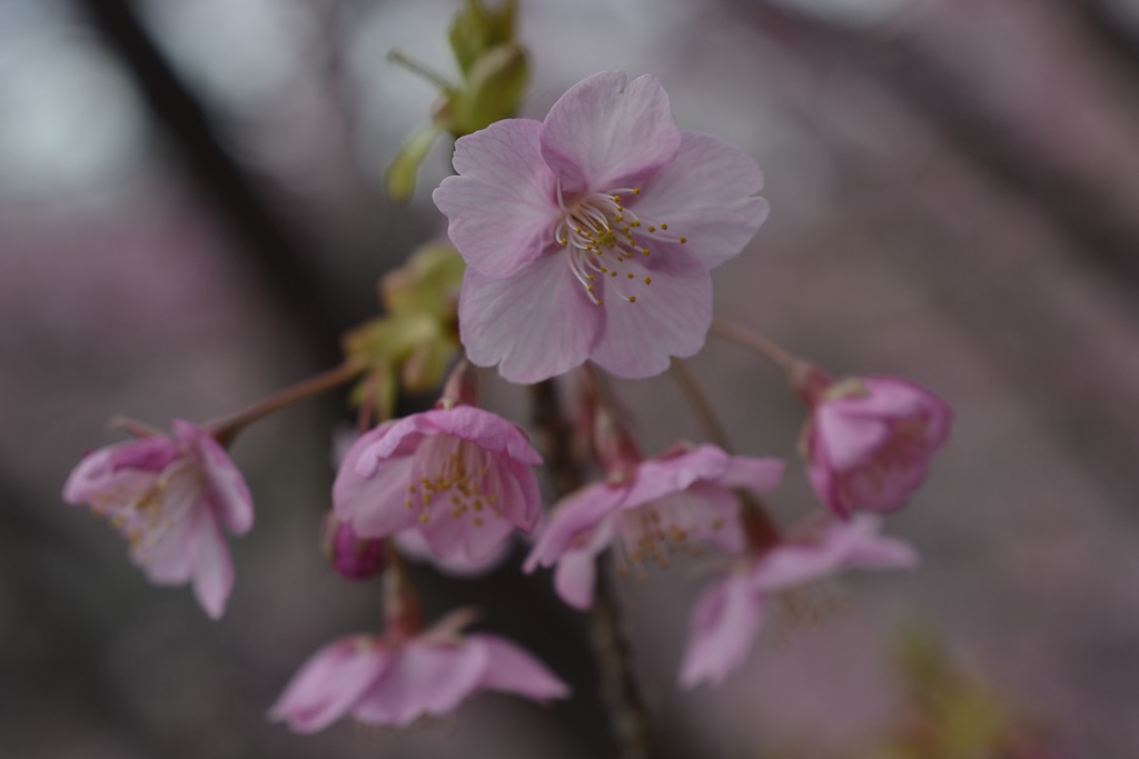 河津桜 03