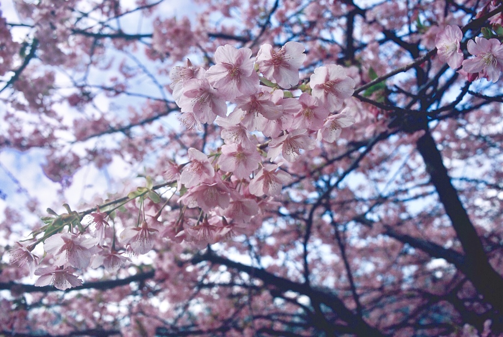河津桜 フィルム 02
