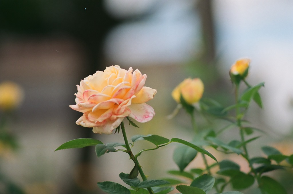 福山市 ばら公園にて 05