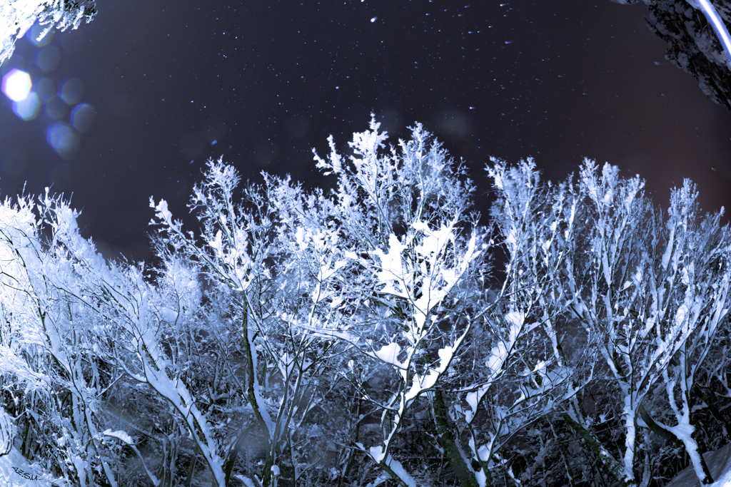 Snow Drops