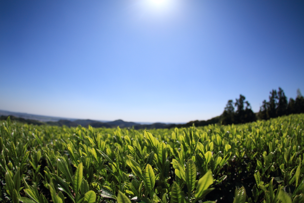 新茶の季節