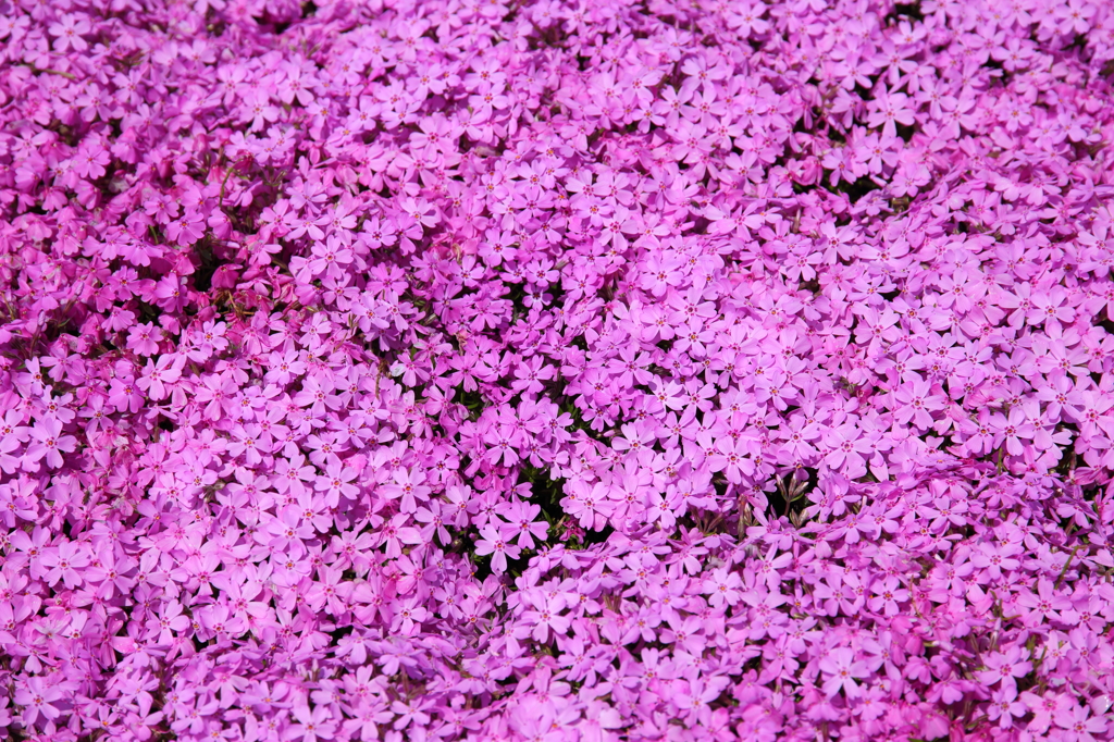 桜畑