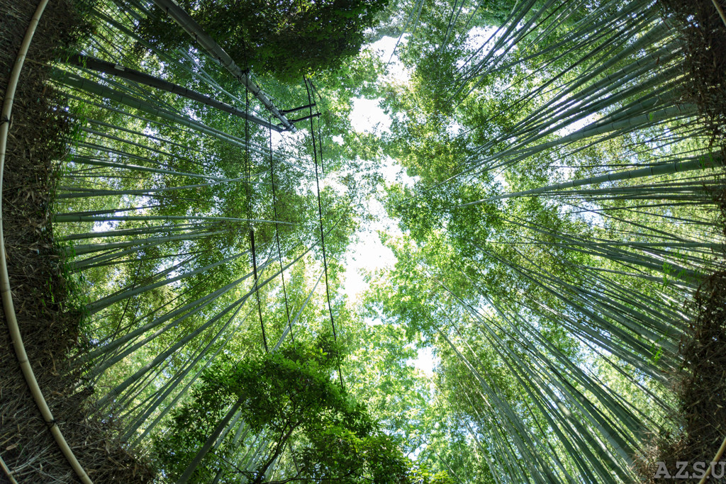 嵐山　竹林