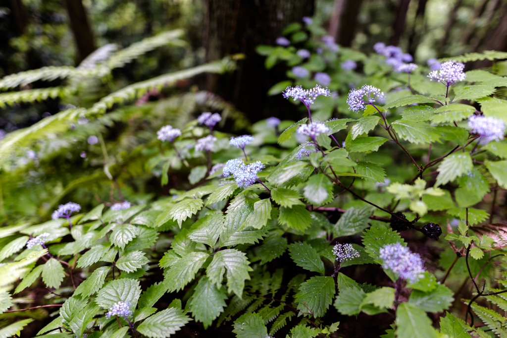 山紫陽花