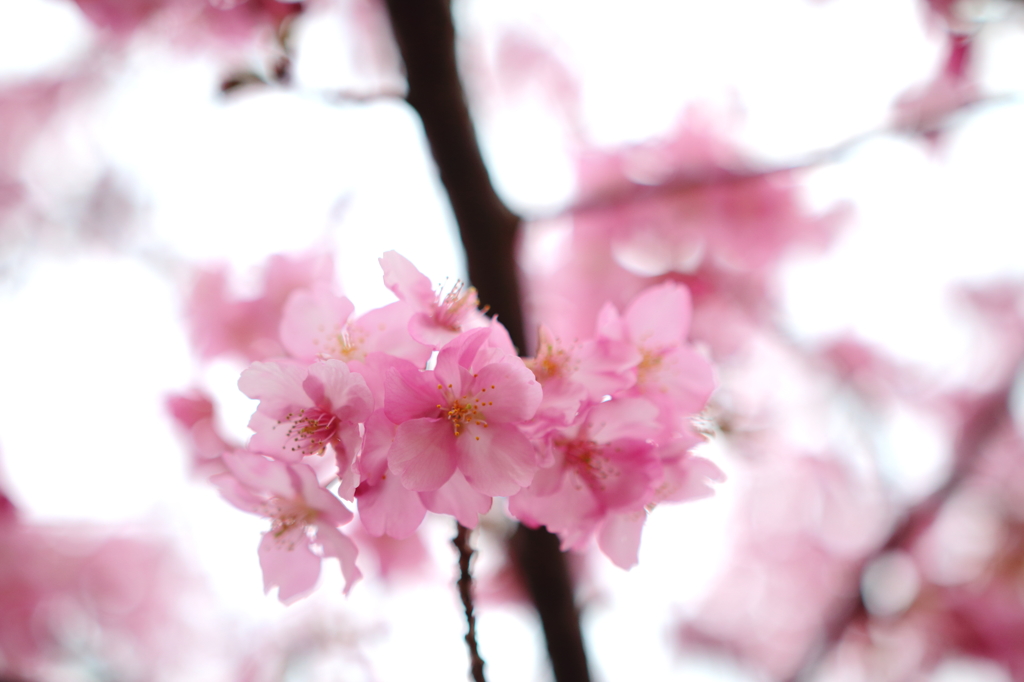 河津桜