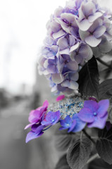 紫陽花　モノクロ