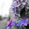 紫陽花　モノクロ