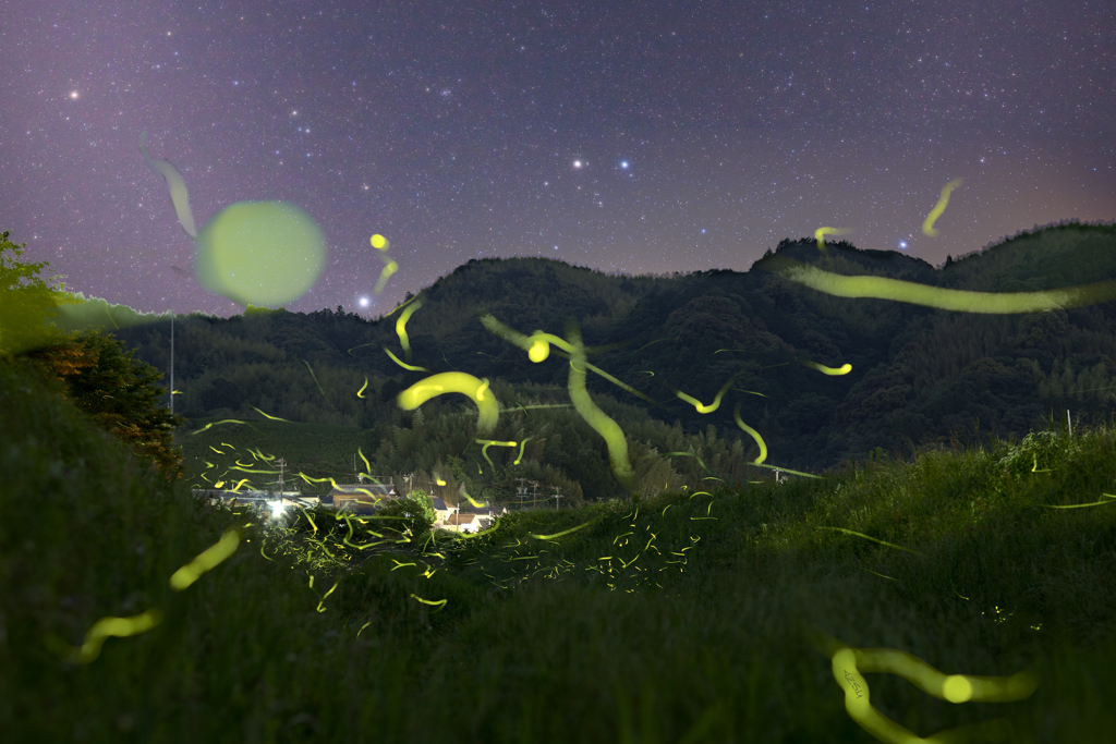 Star and Genji firefly