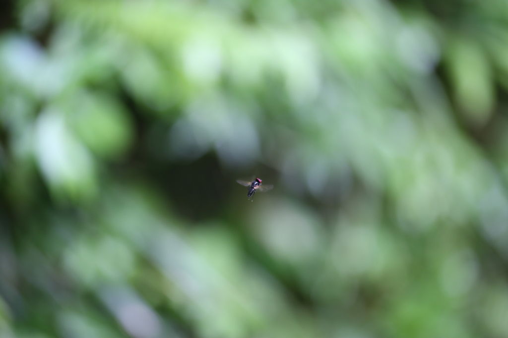 fly