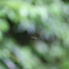 fly