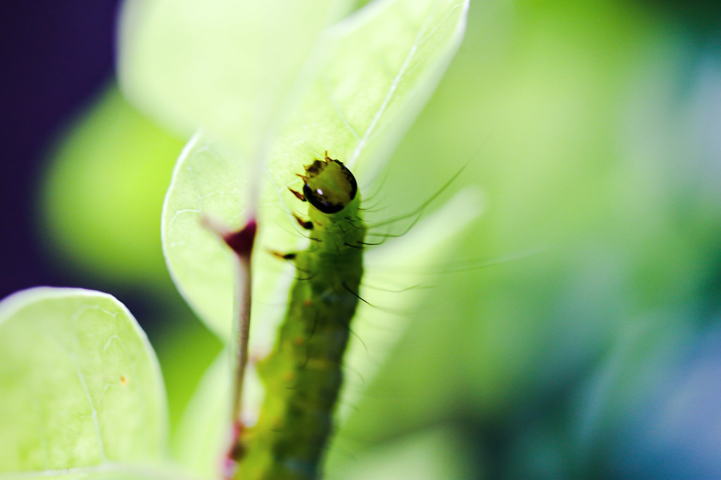 ※注意、虫※　Green's 