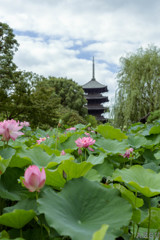 東寺　蓮