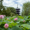 東寺　蓮