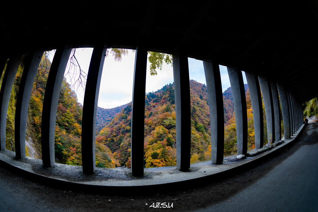 ストライプ紅葉