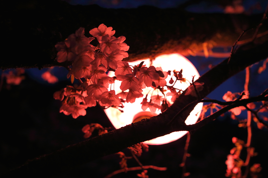 桜の灯