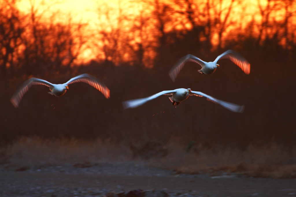 あさひを浴びて