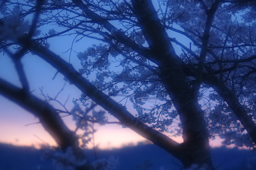 暁の桜。。